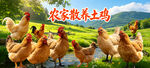 土鸡广告