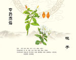 栀子中药材展示图
