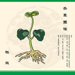 杜薇中药材杜薇
