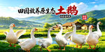 农家土鹅