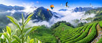 茶山
