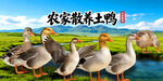 农家土鸭  