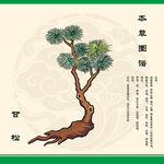 中药甘松