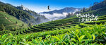 茶山