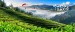茶山