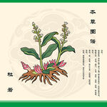 本草杜若中草药杜若