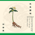 狗舌草中药狗舌草