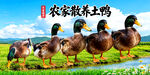 农家土鸭 