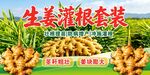 生姜 