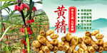 中药黄精 