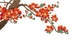 木棉花