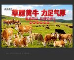 黄牛