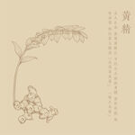 黄精插画