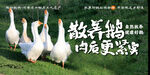 固始鹅块形象墙装修背景墙广设计