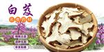 白芨 