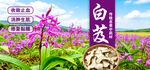 白芨