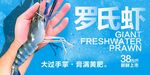 罗氏虾