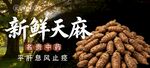 天麻 