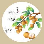 桂圆