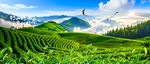 茶山茶园