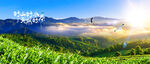 茶山