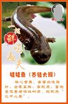 娃娃鱼
