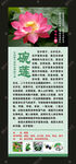 碗莲海报