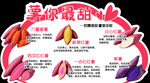 薯你最甜红薯品种介绍