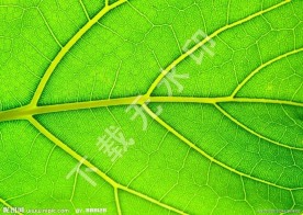 叶脉 绿叶
