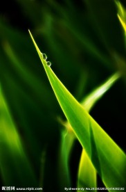 露珠与青草