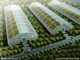 大棚种植效果图