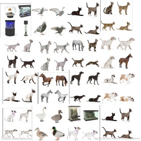 全套精细动物Max模