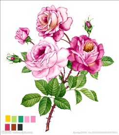 玫瑰花（通道分层）