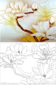 玉兰花 双线玉兰