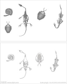 化石 虫子 恐龙化石