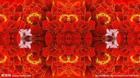 喜庆鲜花蝴蝶视频素材