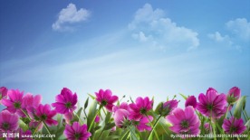 鲜花盛开常用高清视频