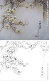 玉兰花开 玉兰 百合