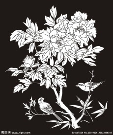 牡丹鸟 富贵 牡丹