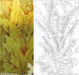 芭蕉叶 金芭焦 叶子