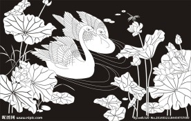 天鹅 荷花 荷塘