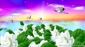 清新茉莉花仙鹤背景