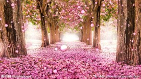 浪漫桃花林视频素材