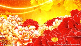 大气牡丹国花 动态视频