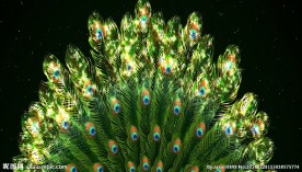 大气唯美孔雀开屏