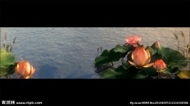 宽屏荷花金鱼视频