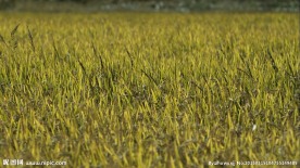 稻田水稻一组 高清视频素材