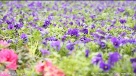 蜜蜂穿行于花丛间 高清