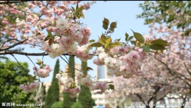 风中摇曳的樱花