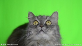 绿色背景猫